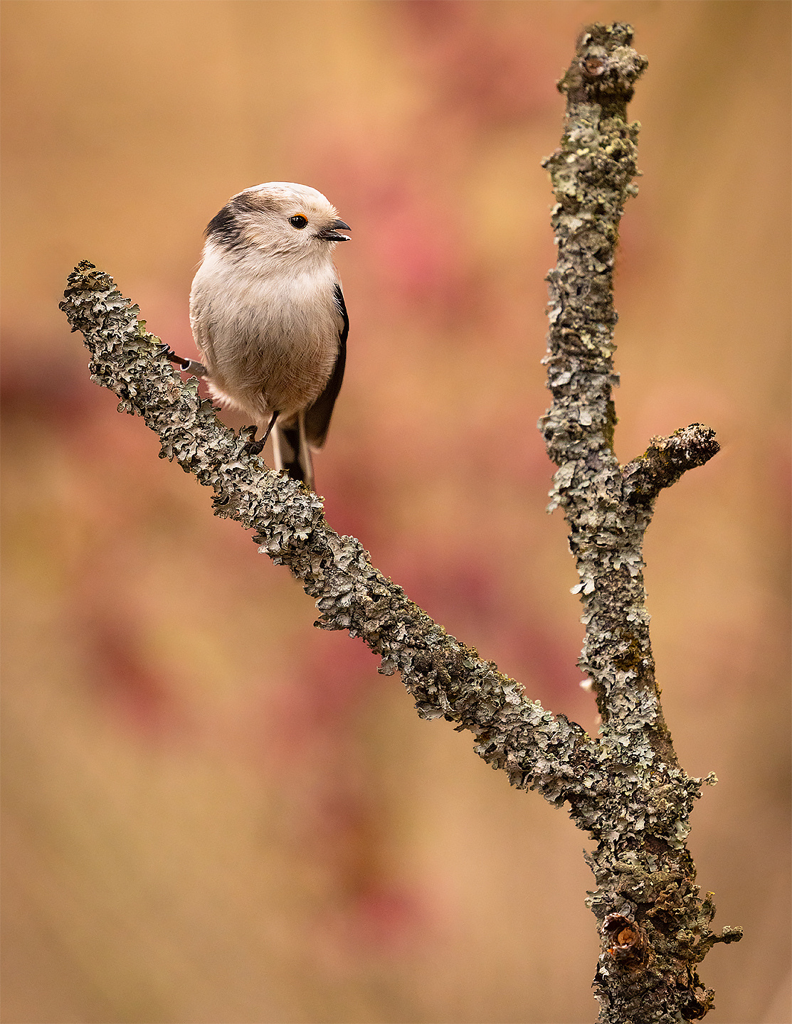 Long-tailed Ti 