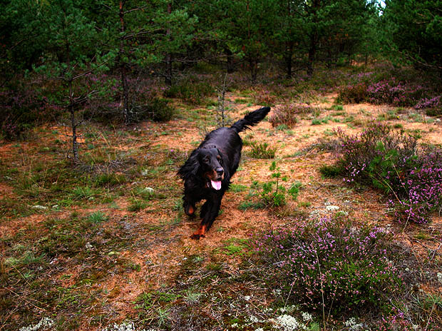 *** Gordon setter