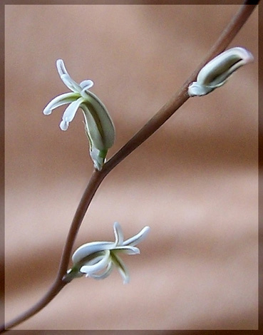 Hawortia цветет Хавортия Hawortia arachnoidae цветонос