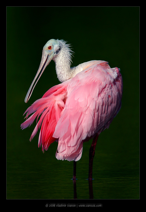 Барби Розовая колпица Roseate spoonbill Ajaia ajaja Florida USA