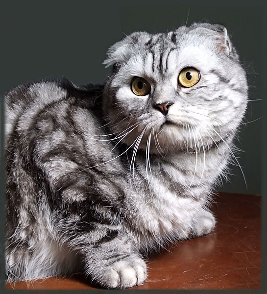 Кот животные, кошки