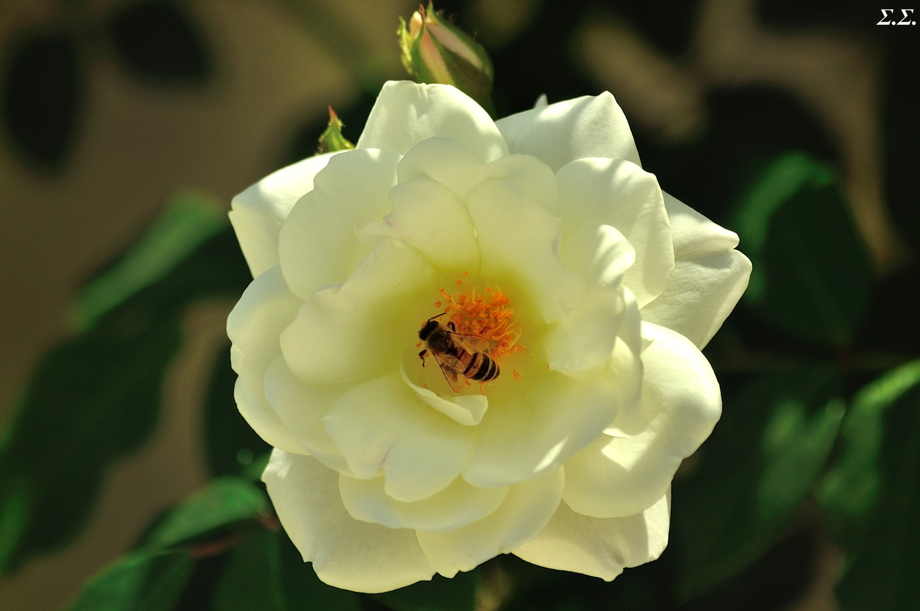 BUSY BEE 