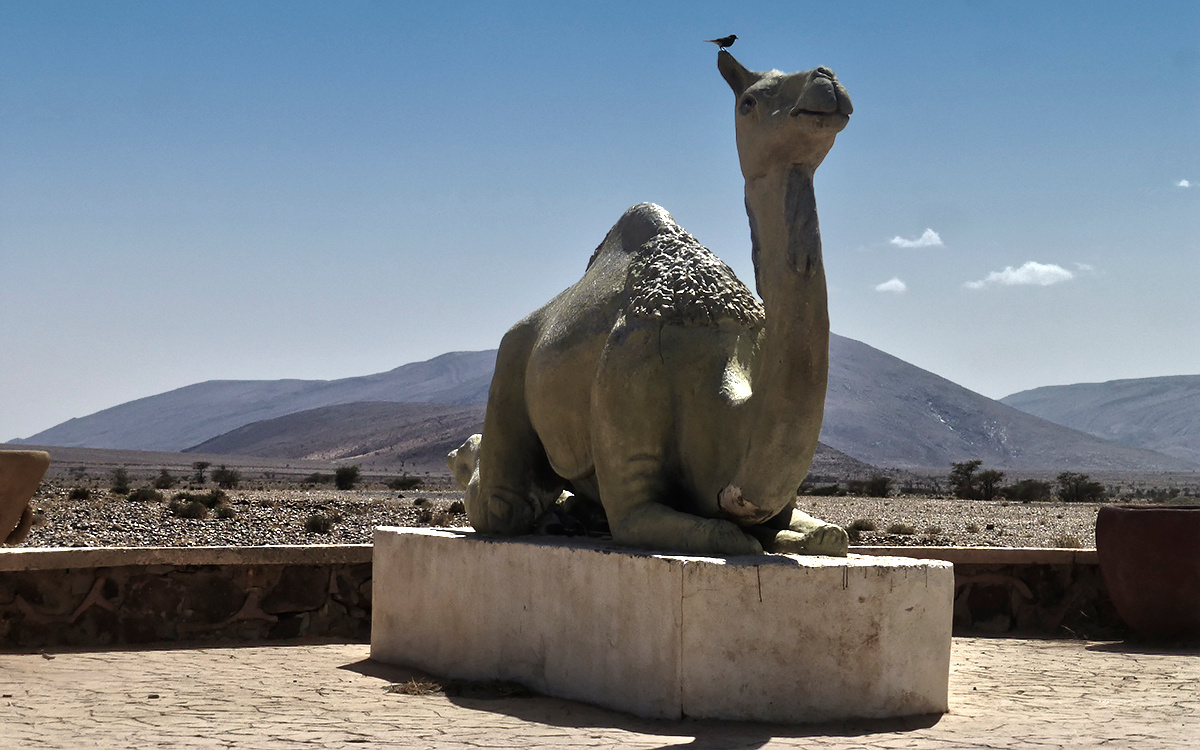 сторожевой Марокко Morocco Асса Assa сторожевой верблюд у ворот на выезде в Гулимим Guelmim