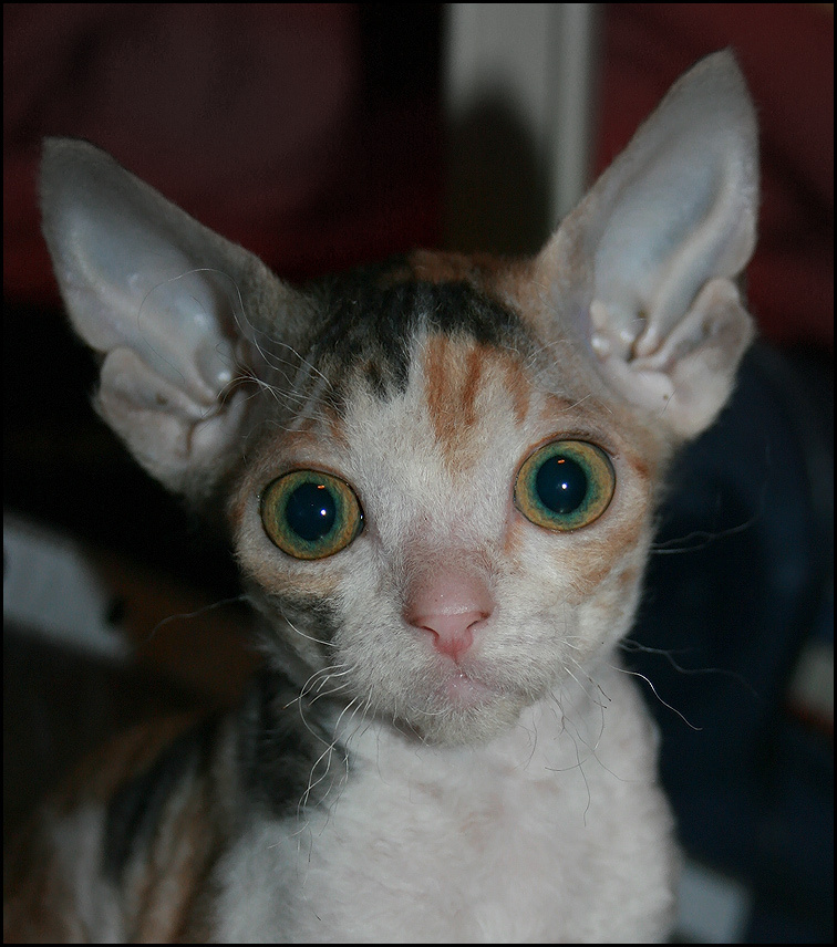 Люси Люси донской сфинкс кошка котенок