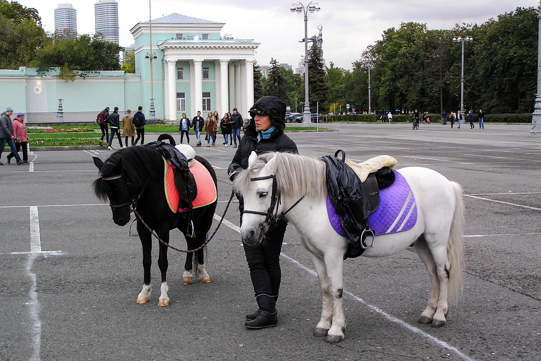 "Эх, прокачу!" лошадь лошади прокат лошадей