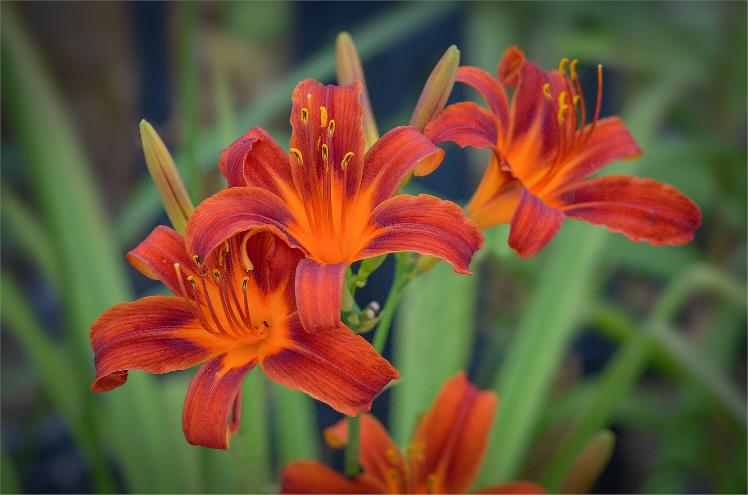 Лелейник-hemerocallis-fulva природа цветы лилейник