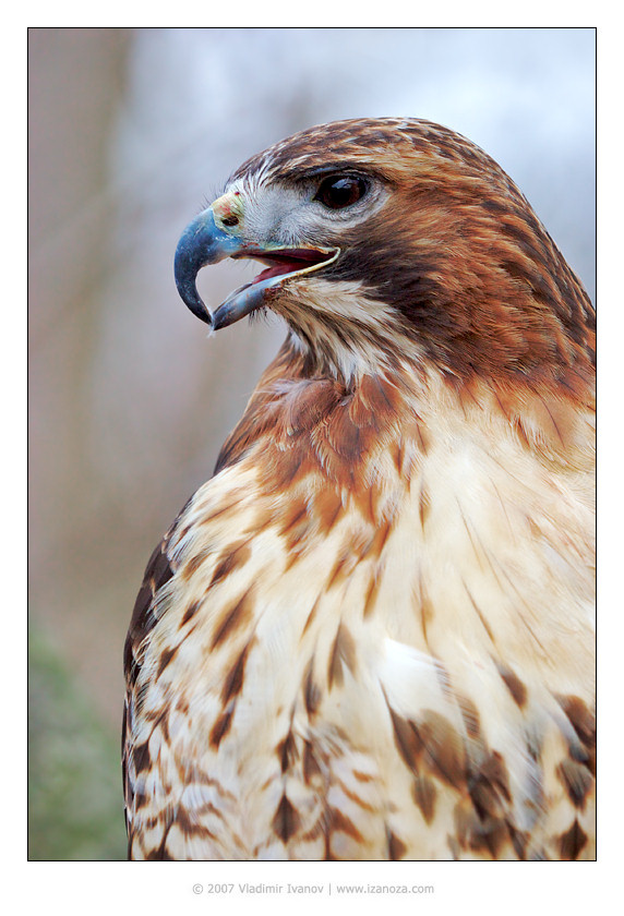 Канюк Канюк ямайский краснохвостый red-tailed hawk Maryland US