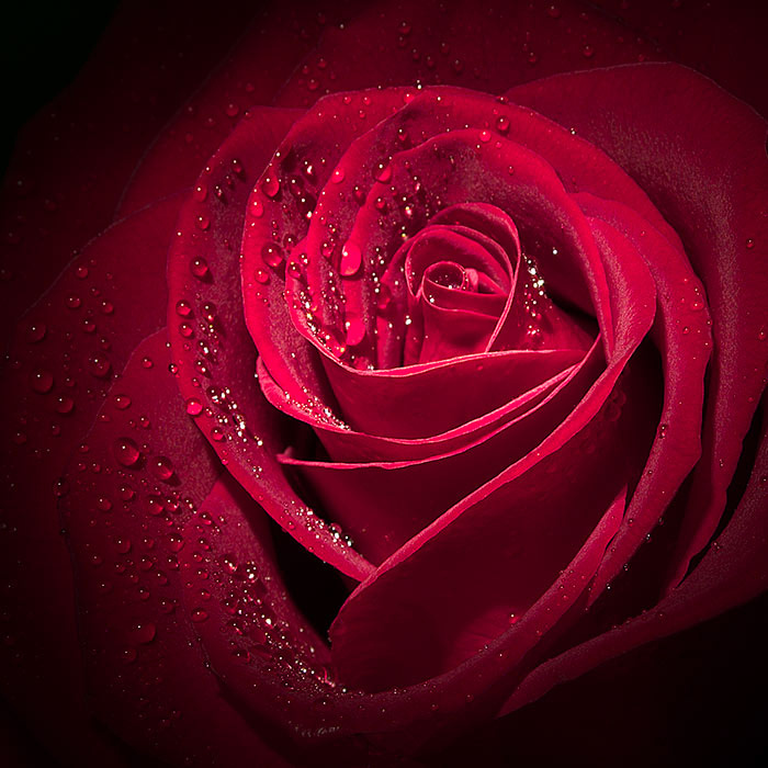 Страстная роза rose
