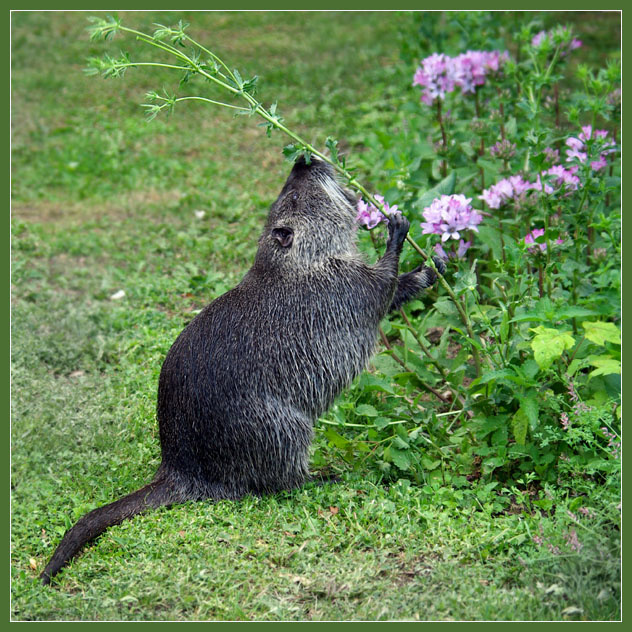Некому березу заломати.... Нутрия, Myocastor coypus, болотный бобр, коипу