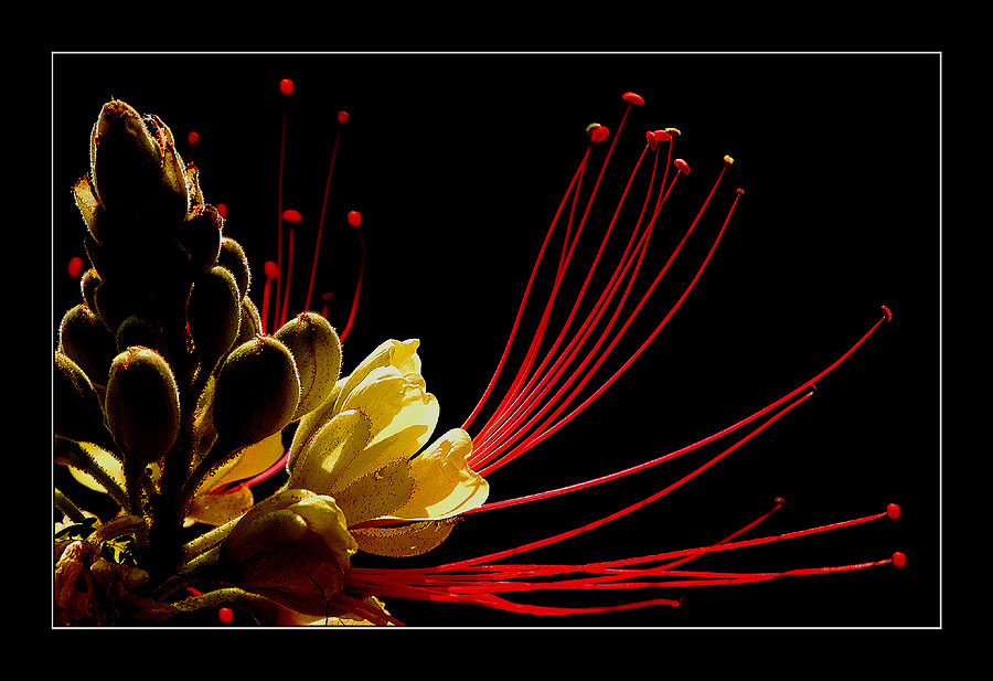 HAPPY NEW YEAR! HAPPY NEW YEAR!