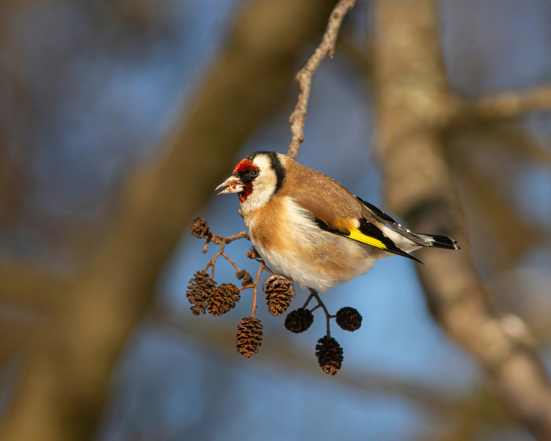 Щегол на ольхе Щегол Черноголый щегол Обыкновенный European goldfinch Carduelis carduelis
