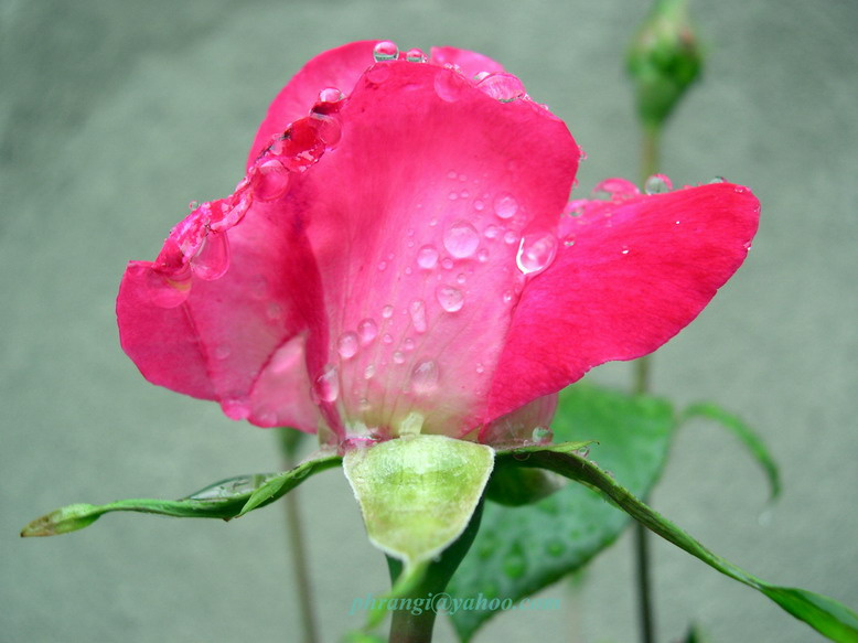 ROSE 01 Rose