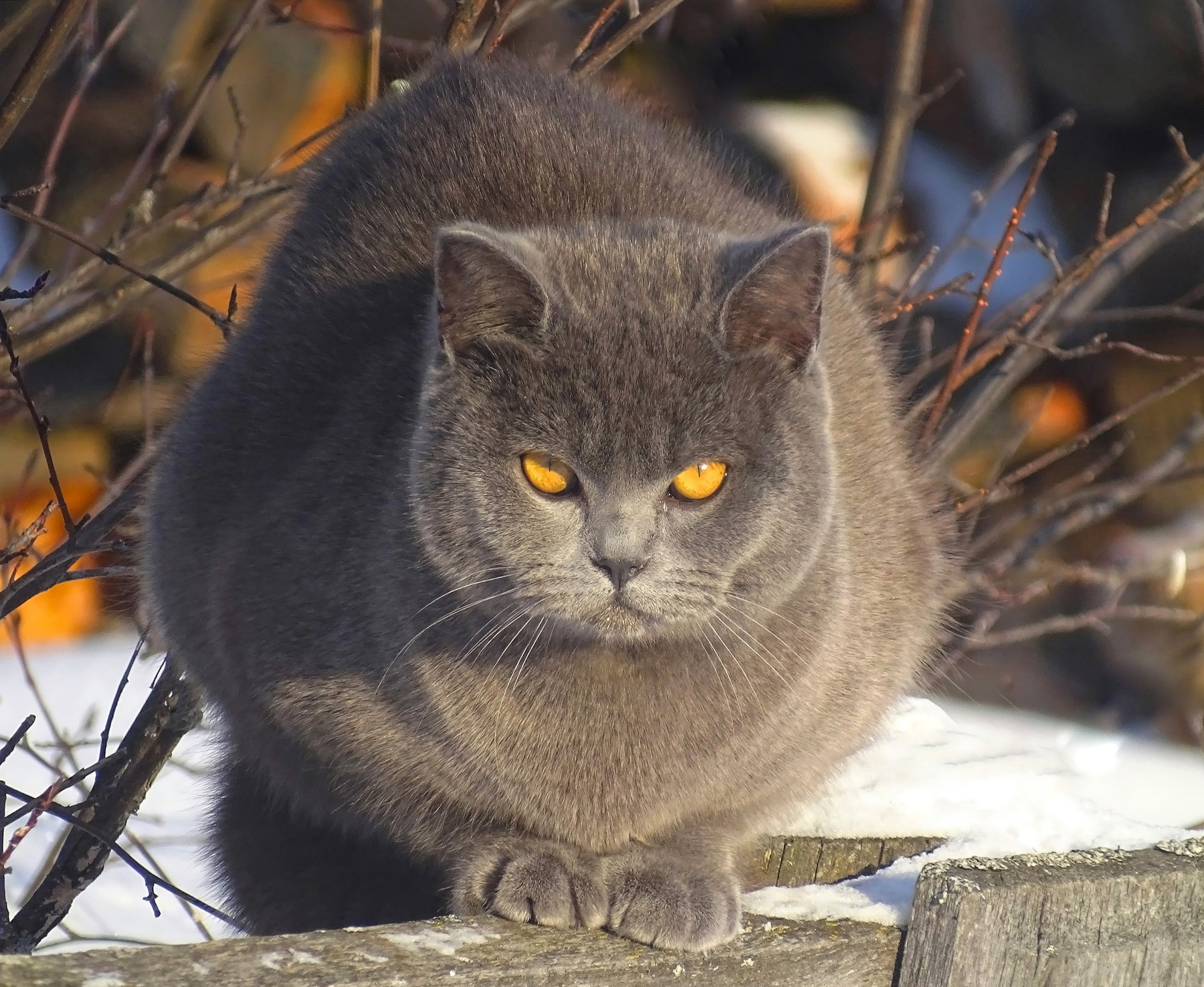 Сосед домашние животные кот