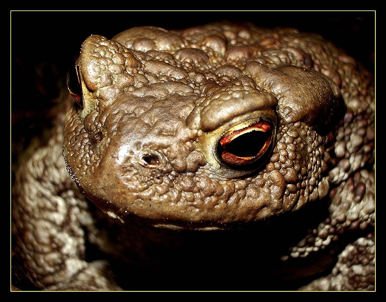 Вы полагаете? Bufo bufo серая жаба