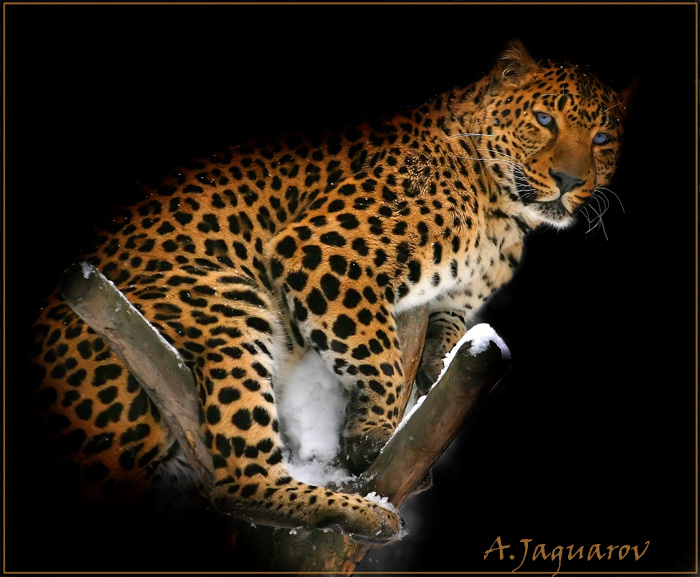 Гнездо Леопарда :) Леопард Leo