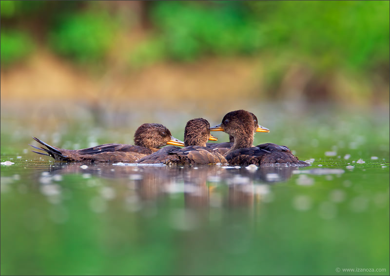 Теория заговора заговор хохлатый крохаль hooded merganser утята Maryland US
