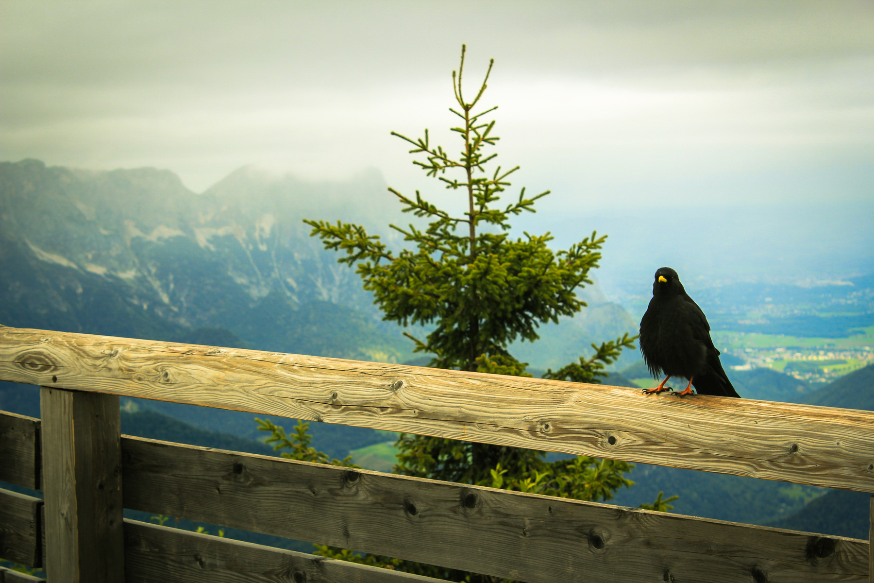 Königssee  Alpen           Любопытный горный житель =) 