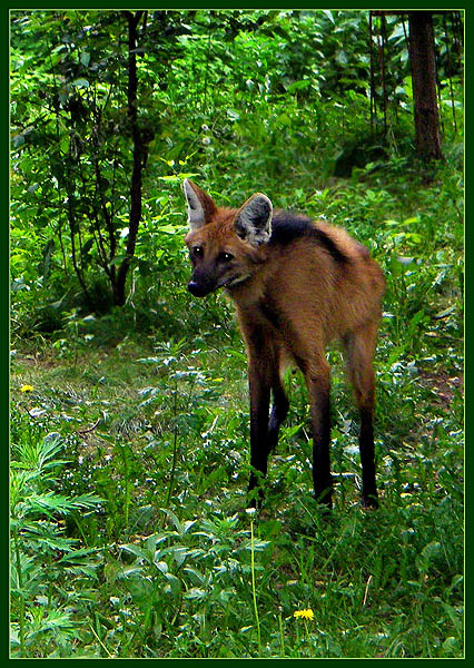 Несчастный плод любви жирафа и лисицы гривистый волк Chrysocyon brachyurus