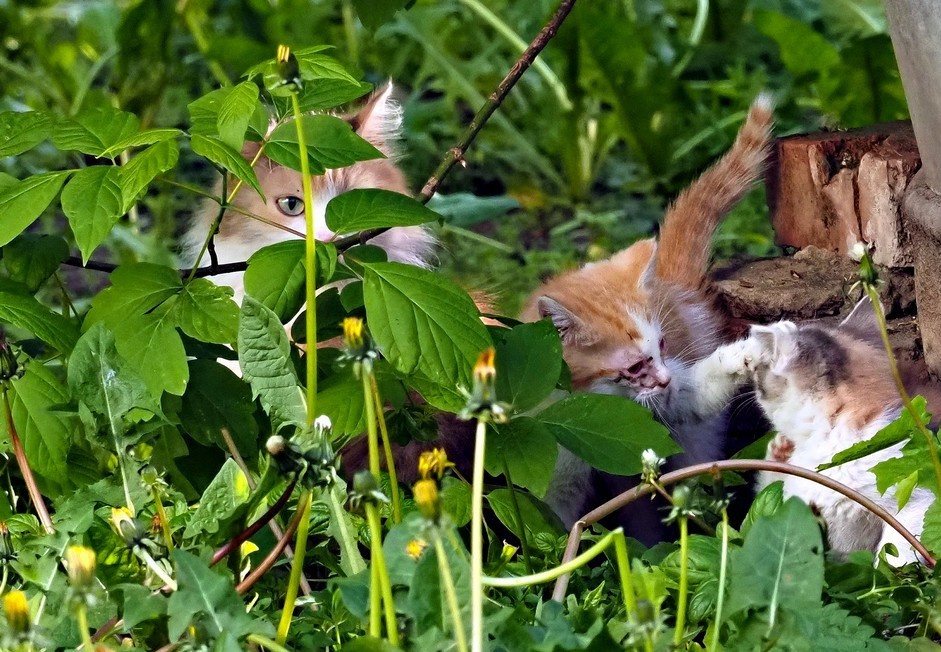 Мама все видит Кошка котята