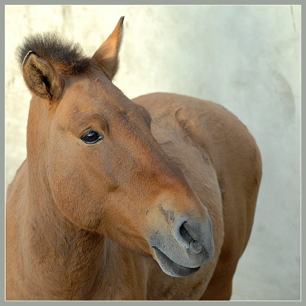 Образ грустного панка лошадь Пржевальского Equus caballus