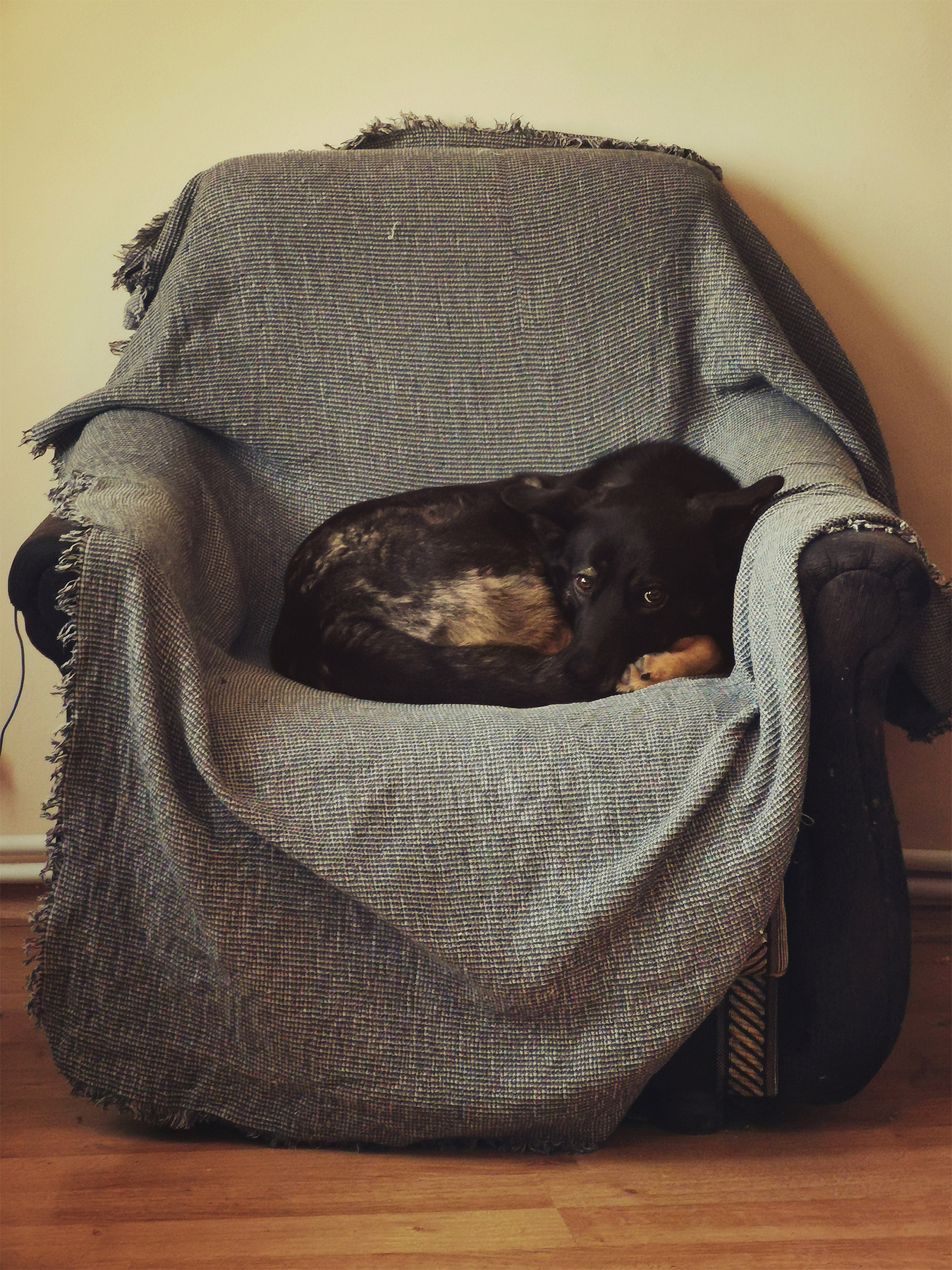 Взгляд. собака пес взгляд домашние животные кресло портрет dog animals armchair look opinion