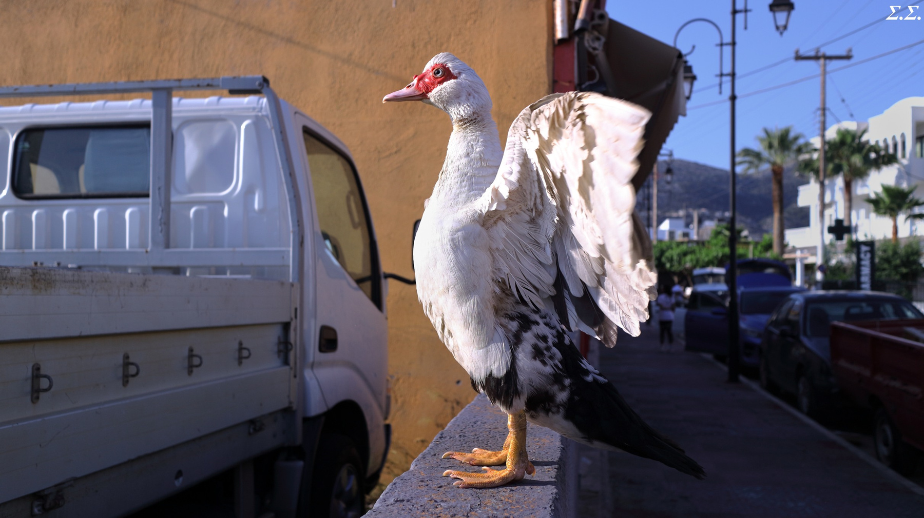 PECULIAR DUCK 