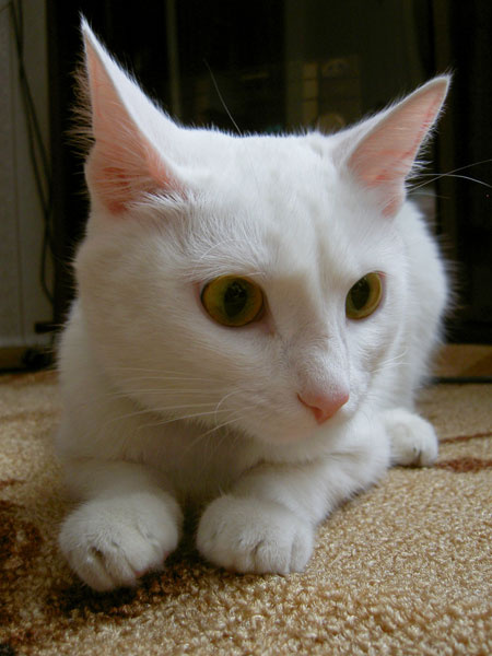 White Белая Кошка