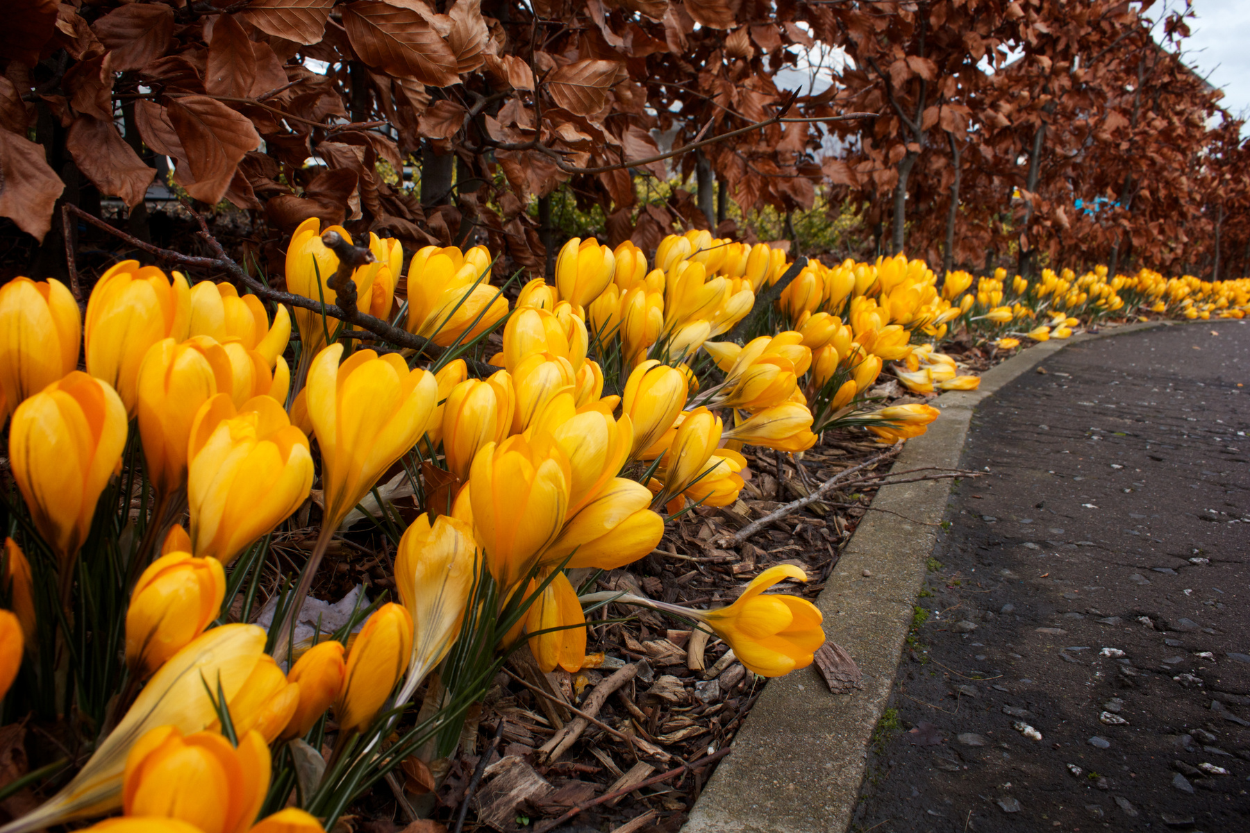 The Yellow Flower Path природа цветы весна