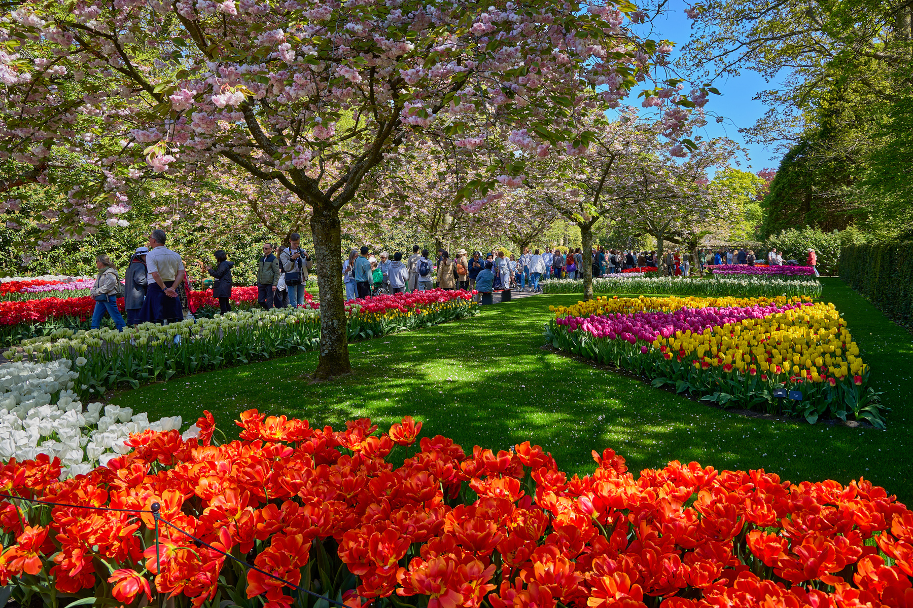 Кeukenhof... цветы тюльпаны парк Кёкенхоф Кeukenhof