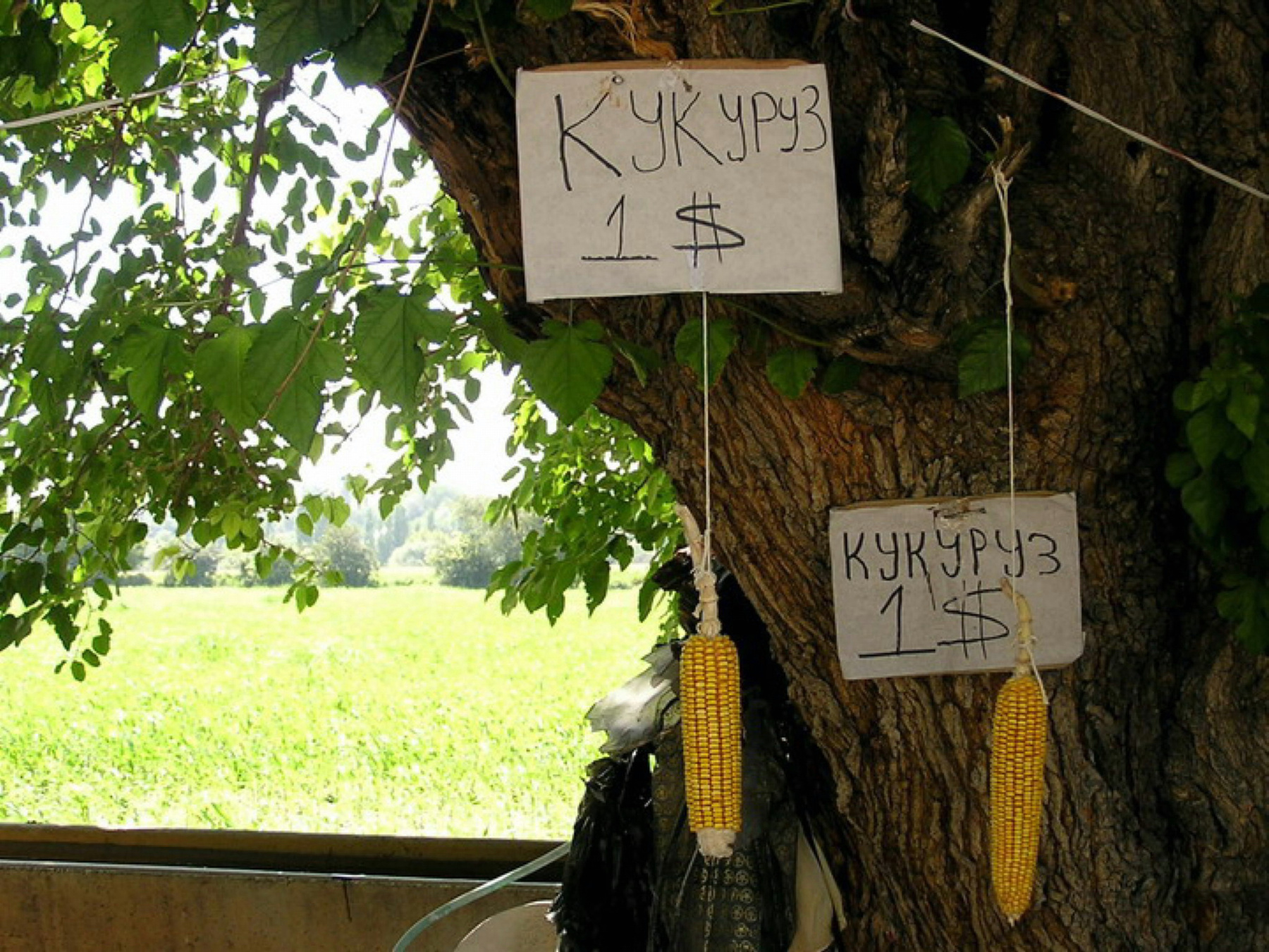 Пачем кукуруз ??? Па рублю ! 