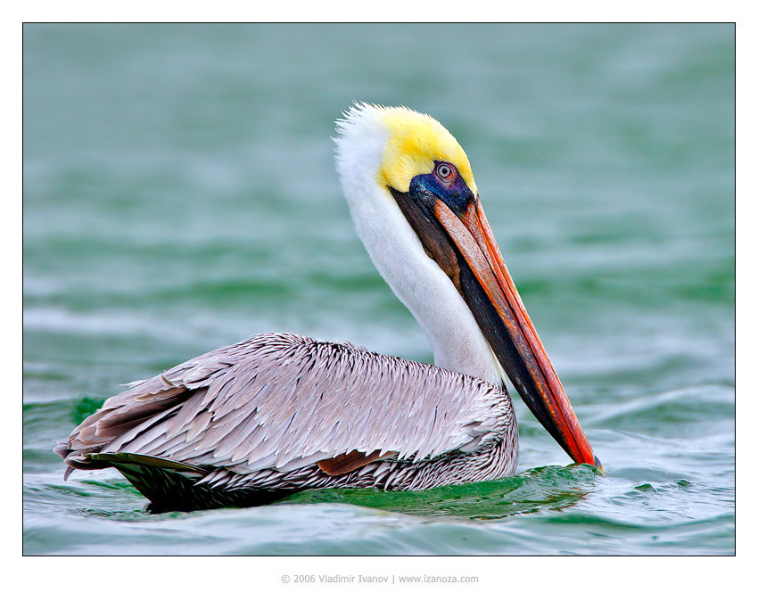 Буратино Бурый, пеликан, Brown, Pelican, Флорида, Florida, US