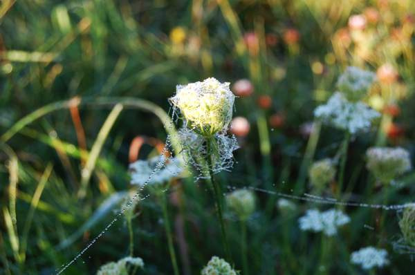 morning grass morning dew
