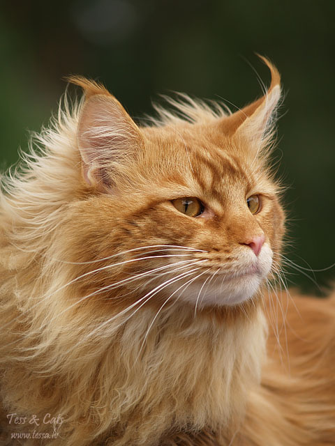 Король-лев мэйн кун, кот, рыжий, ветер