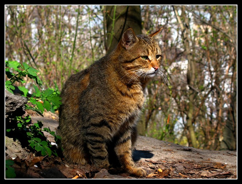 И мудрость, и печаль, и многолетний опыт... все есть в этих глазах... кот, весна