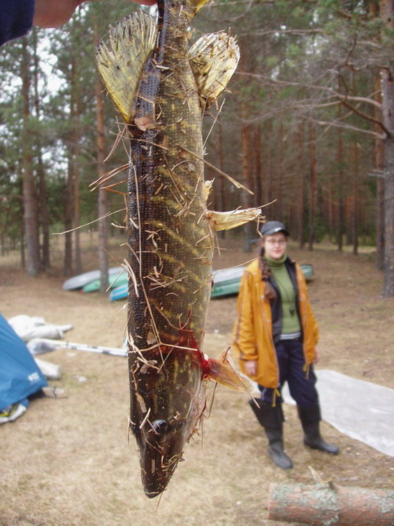Щука 