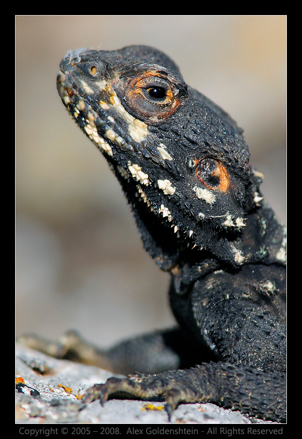 Агама-гардун - Laudakia (Agama) stellio. Laudakia, (Agama), stellio, Агама-гардун, заповедник, Гамла, Израиль
