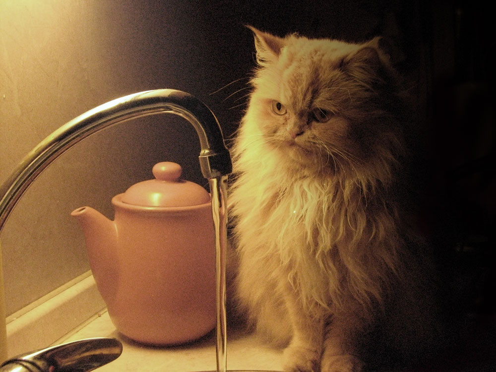 после полуночи кошка кот