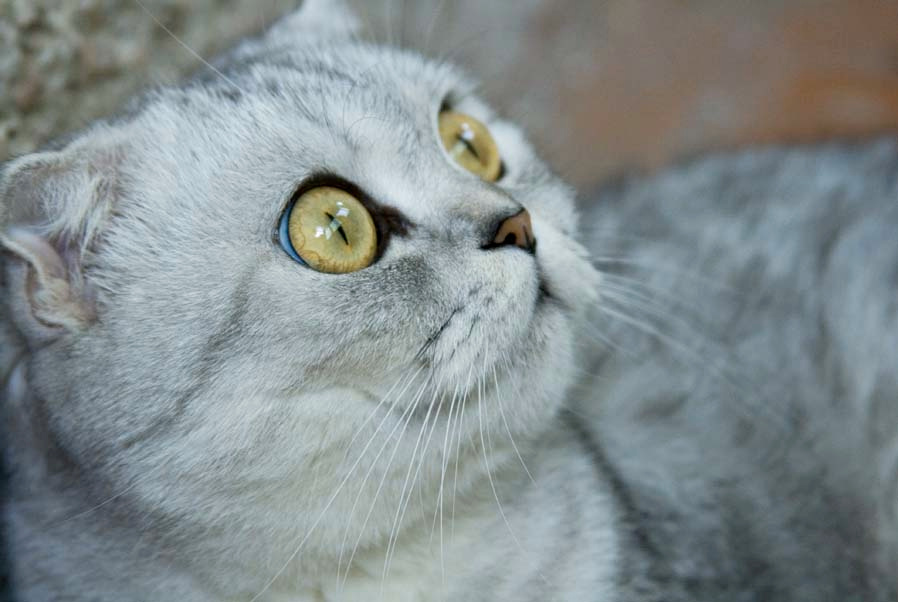 Модель кошка кошки