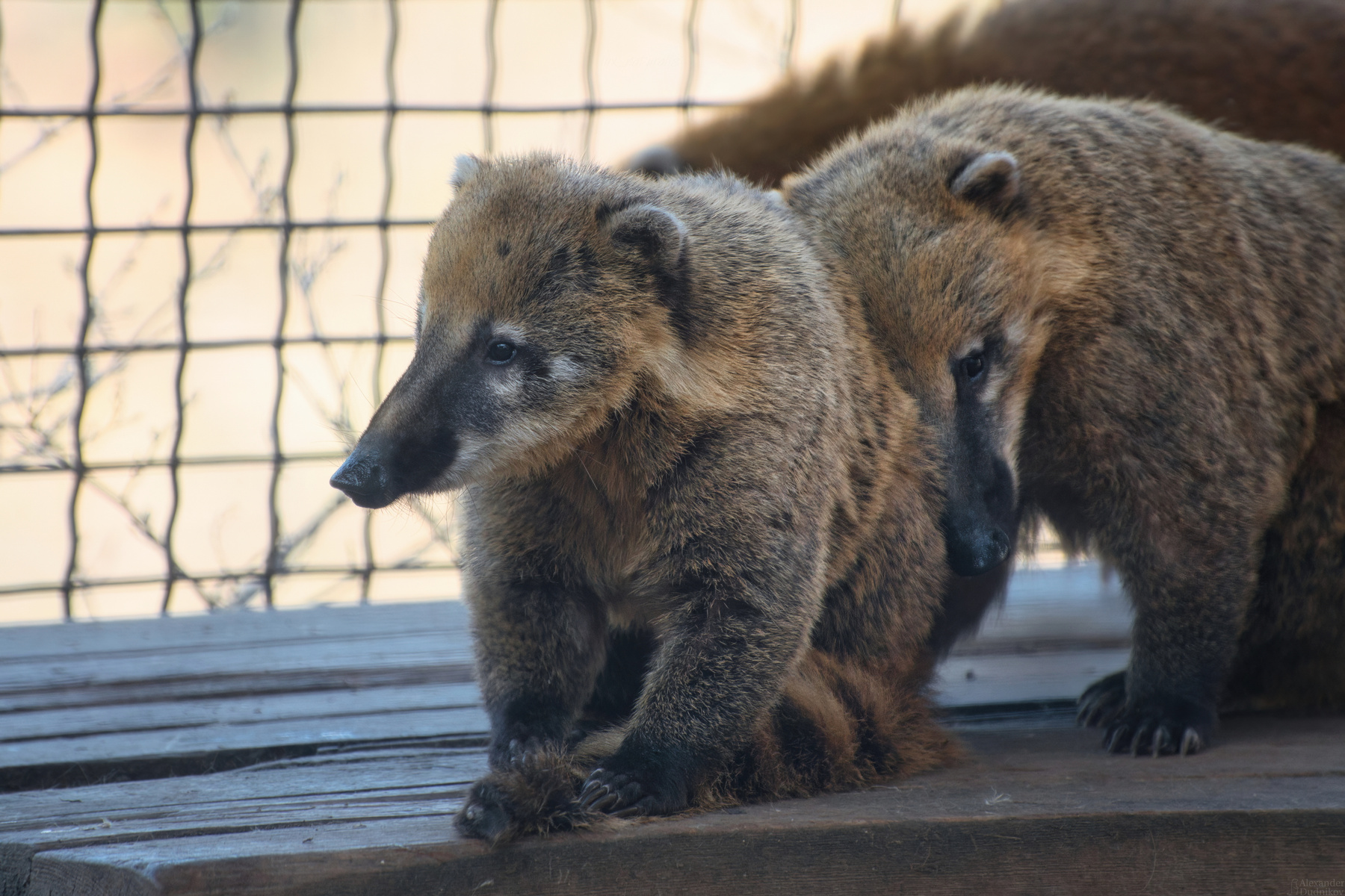 Носухи животные носуха зоопарк млекопитающие animals coati zoo mammals