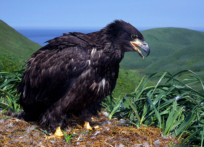 Слеток Белоголовый орлан, Haliaeetus leucocephalus, Остров Булдырь. Алеутские о-ва, Bald Eagle, Buldir Island, Alaska