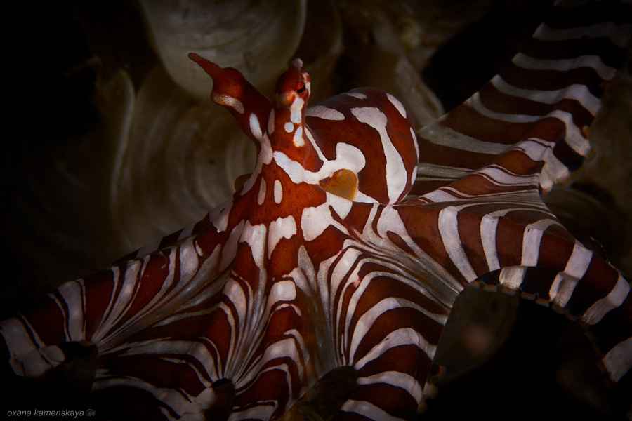 wonderpus octopus 