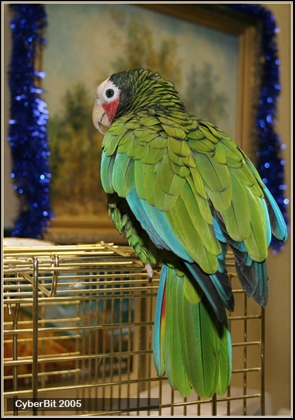 Петух крашеный. Спокойный попугай