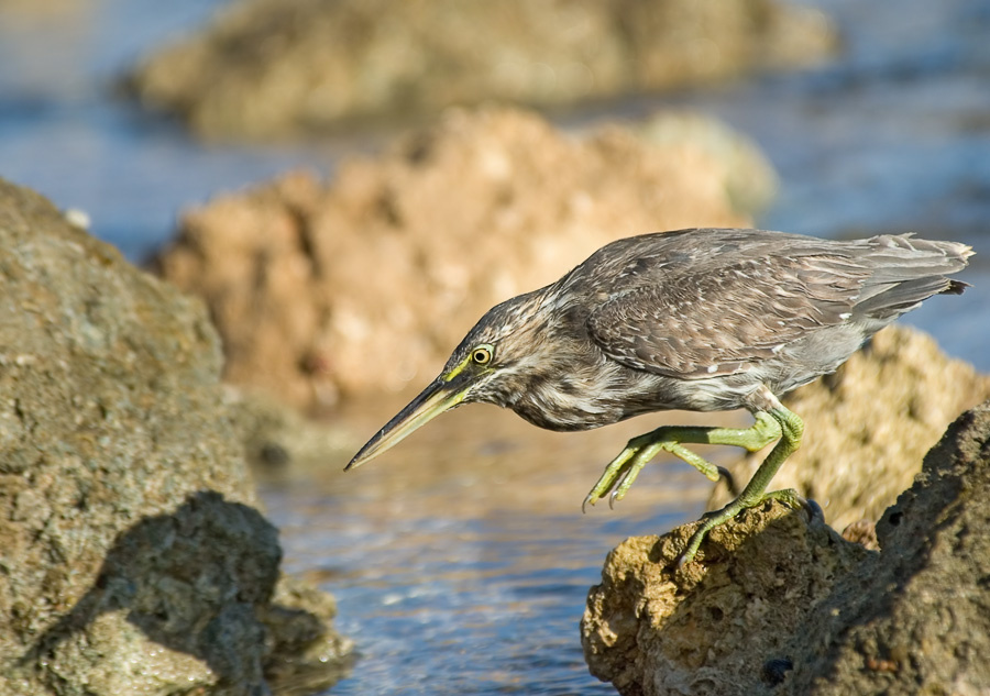 Охота за тенью Зеленая кваква, Mangrove Heron, Butorides striates, тень