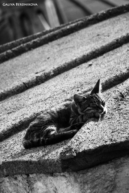 Умиротворение котенок крыша