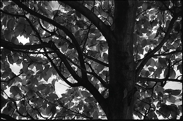 ИЗНУtree 