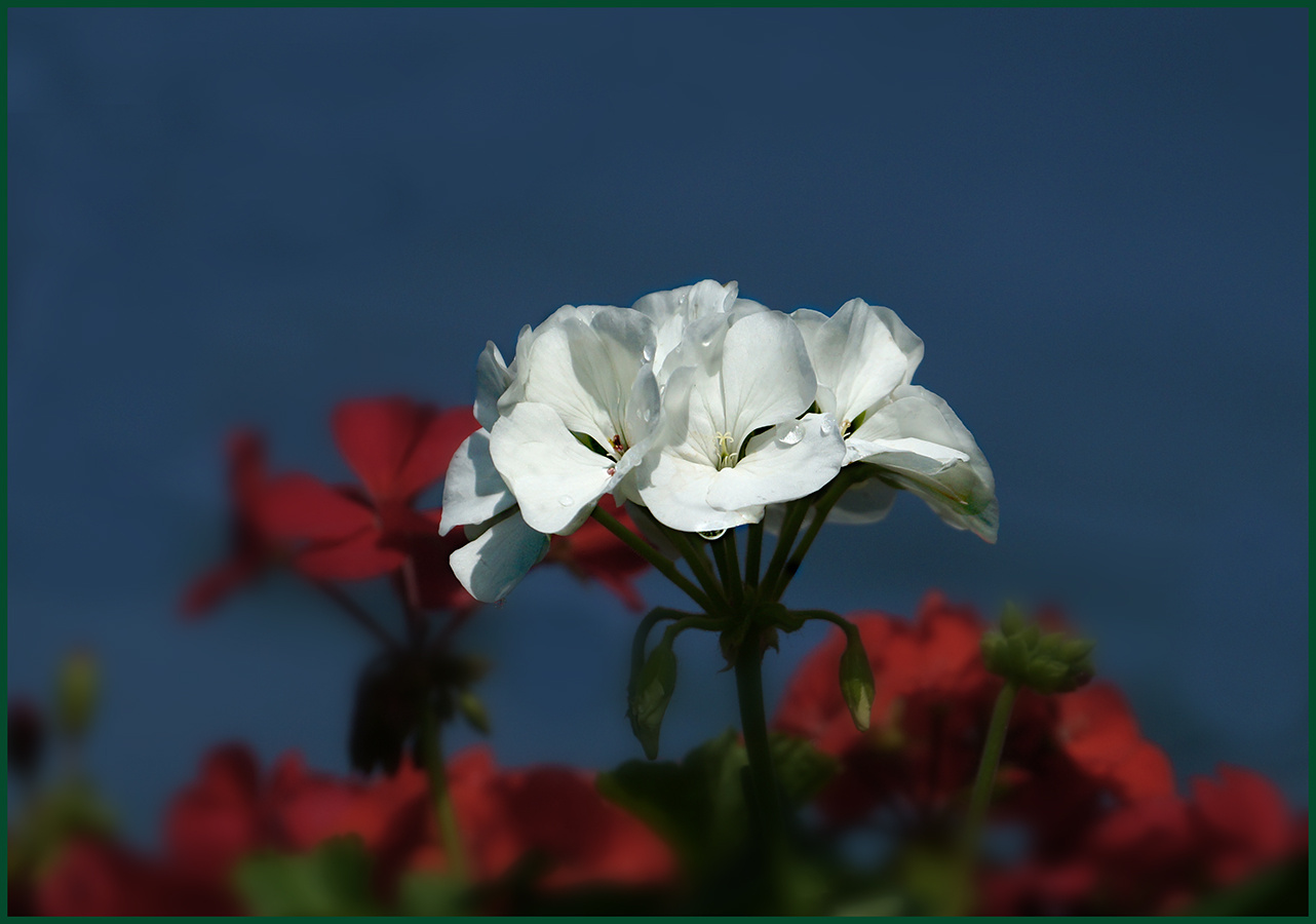+41 цветы природа