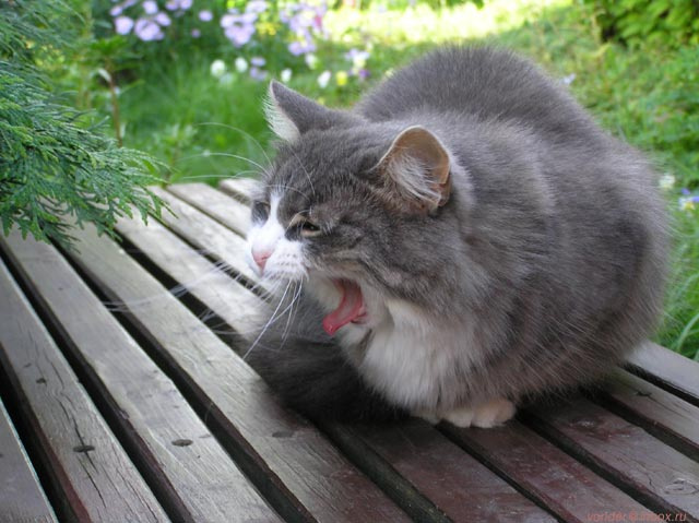 Когда кошки заскучали кошка скамейка сад дача зев