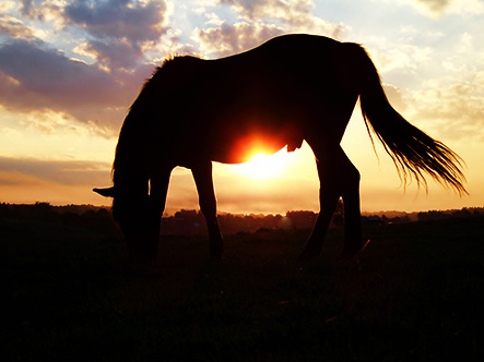 SunsetHorse закат лошадь