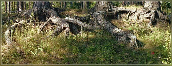 \"Семья\" корни, деревья, лес, лето