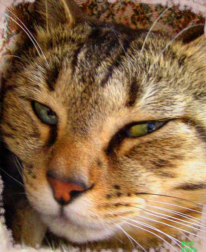 Котя Барсик.. Кот Барсик  котя  животное кошка